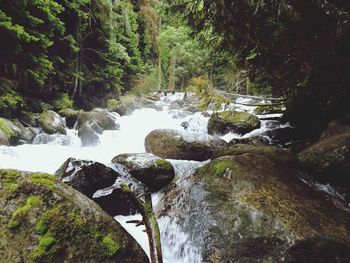 River flowing amidst trees in forest