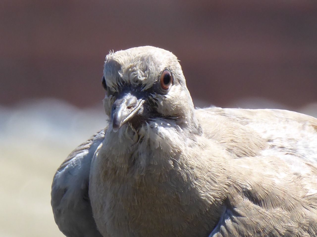 animal themes, bird, wildlife, focus on foreground, beak, close-up, animal head, nature, day, outdoors, bird of prey, feather, no people, animal body part, beauty in nature, selective focus, avian