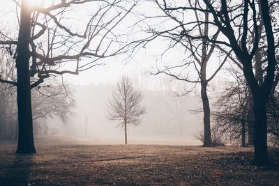 Bare trees on field