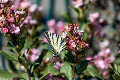 Close-up of butterfly pollinating on pink flower