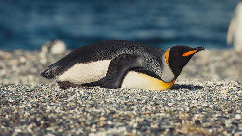 Penguin perching at beach