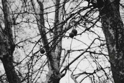 Low angle view of bare tree against sky