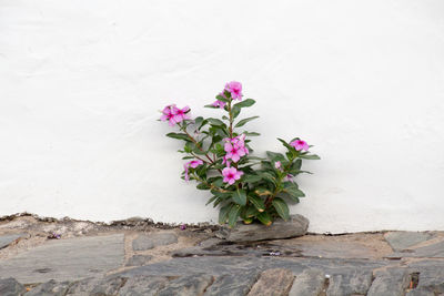 Flowers blooming outdoors