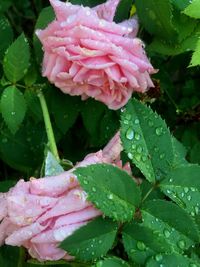 Close-up of pink flower