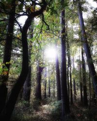 Sunlight streaming through trees in forest