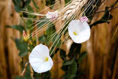 Close-up of white flowering plant