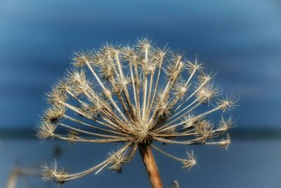 Close-up of dandelion against sky