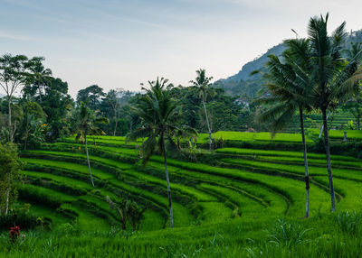 Scenic view of agricultural field against sky