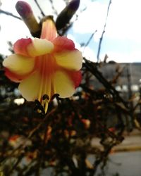 Close-up of fresh flower blooming outdoors