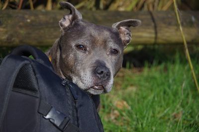 Close-up portrait of dog on field