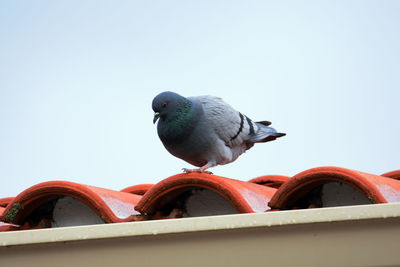 Low angle view of bird perching against clear sky