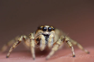 Close-up of spider