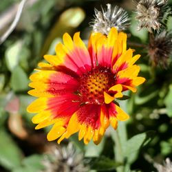 Close-up of yellow flower