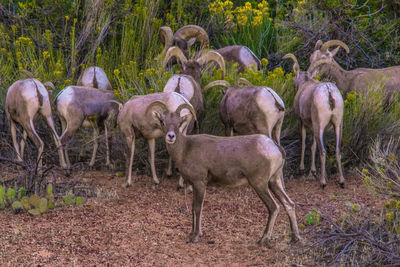 Portrait of horses grazing in the forest