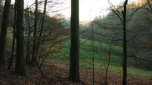 Trees in forest