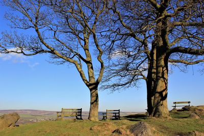 Bare trees on landscape against blue sky