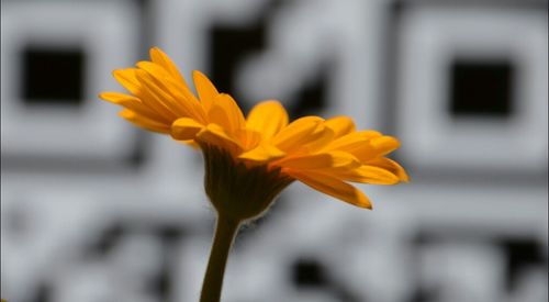 Close-up of yellow flower