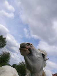 Low angle view of horse against sky