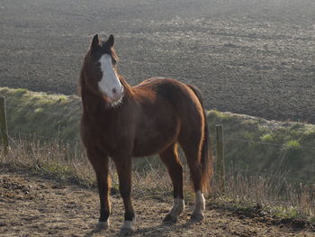 Horse standing on field