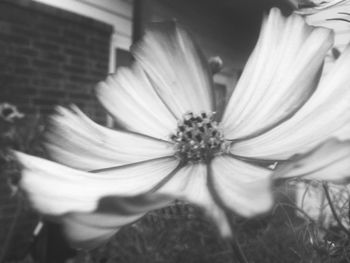 Close-up of flower blooming outdoors