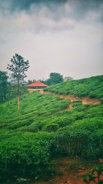 Scenic view of grassy field against cloudy sky