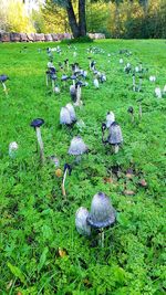 View of birds on grass in field