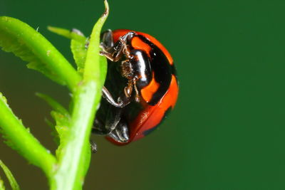 Close-up of insect on leaf