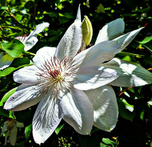 Close-up of white flowers