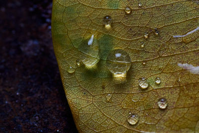 Close-up of raindrops on leaves