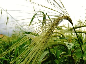 Close-up of stalks in field against sky
