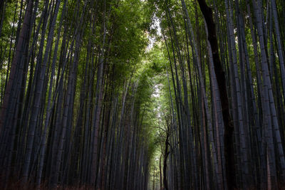 Bamboo forest in kyoto