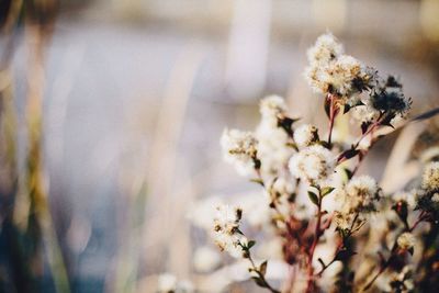 Close-up of flowers
