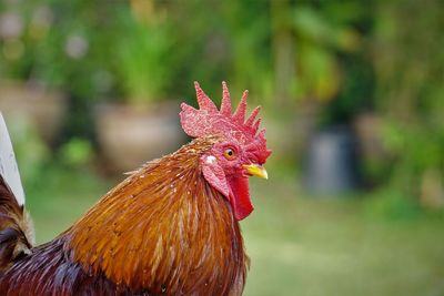 Close-up of rooster 