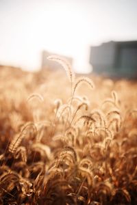 Close-up of stalks in field