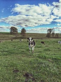 Sheep grazing on grassy field against cloudy sky