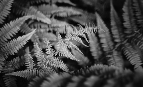 Full frame shot of leaves during winter