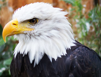 Close-up of eagle