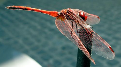 Close-up of insect