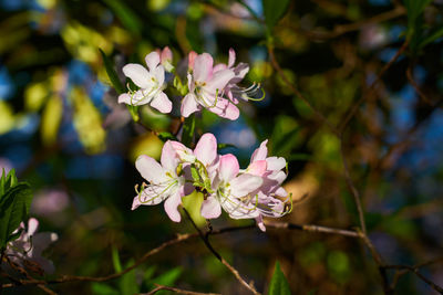Close-up of pink flowering plant