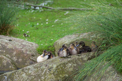 High angle view of ducks on rock