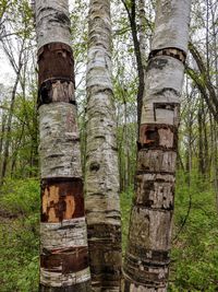 Low angle view of trees in forest