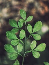 High angle view of plant leaves