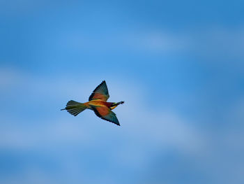 European bee-eater, merops apiaster, with the prey, a bee, flying back to the nest 