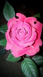 Close-up of pink rose