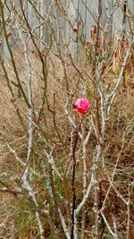 Pink flowers blooming in park