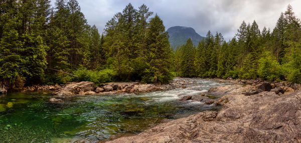 Scenic view of stream flowing through rocks in forest