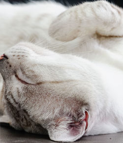 Close-up of cat sleeping