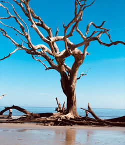 Bare tree on beach against clear blue sky