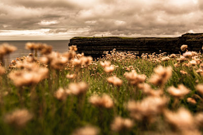 Plants growing on land against sea
