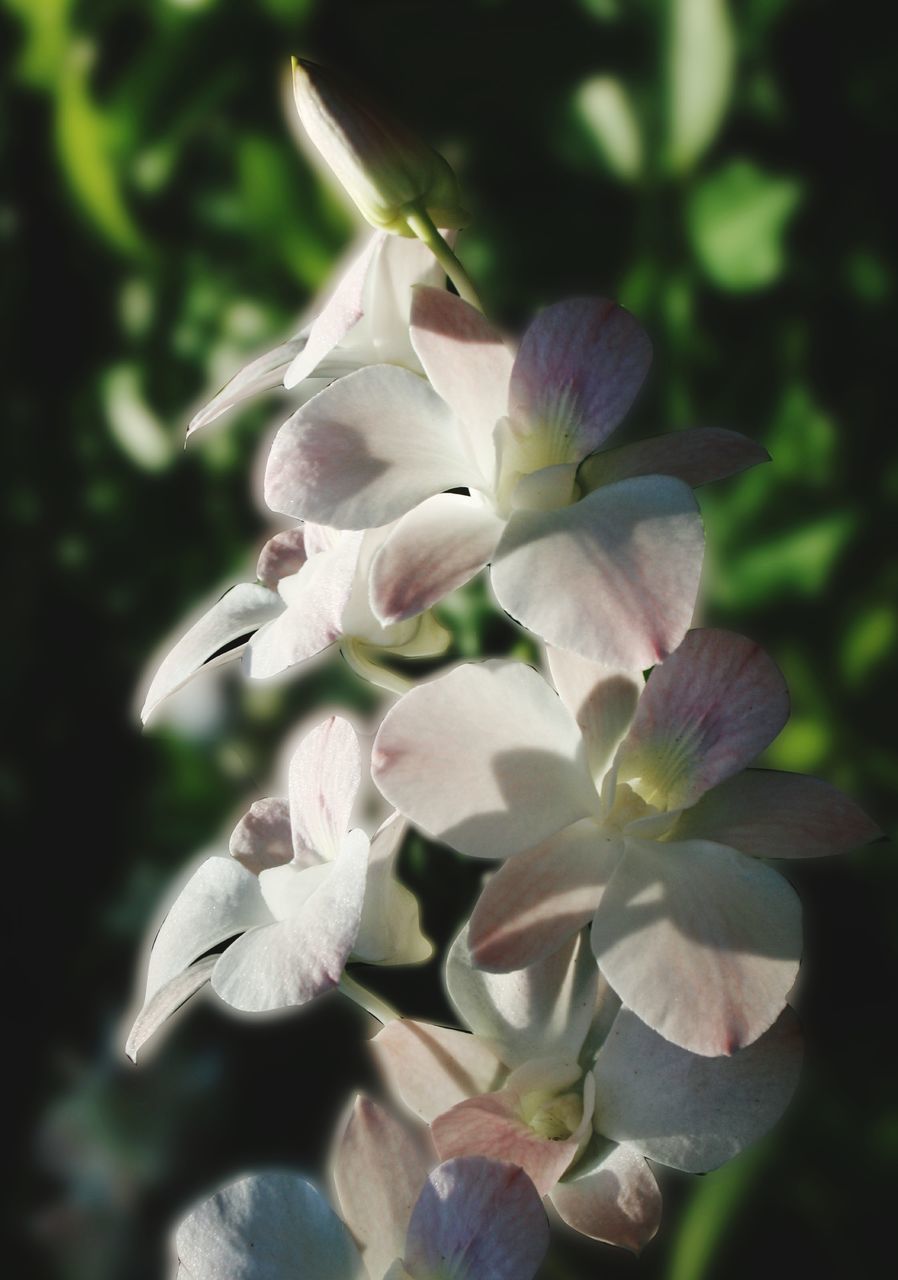 CLOSE-UP OF FLOWERING PLANT